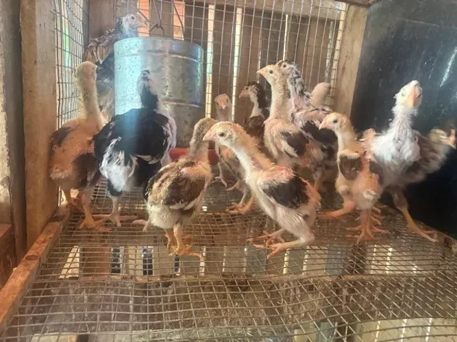 Pintinhos de GSB legítimos e Galinhas Poedeiras da globo aves