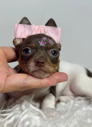 Pinscher fêmea branca com chocolate um luxo 