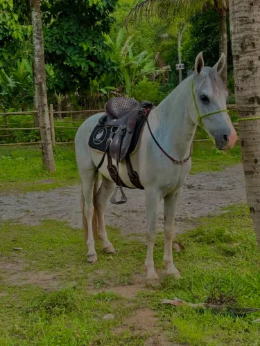 Cavalos 