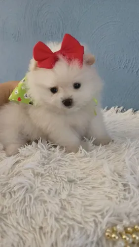 Filhote Spitz Alemão, Quem precisa de um despertador quando se tem um filhote animado?