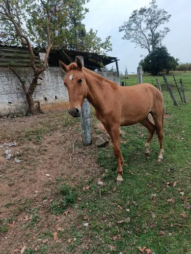 Potranca 