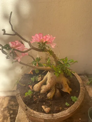Rosa do deserto