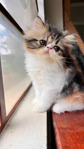 Gato persa filhote