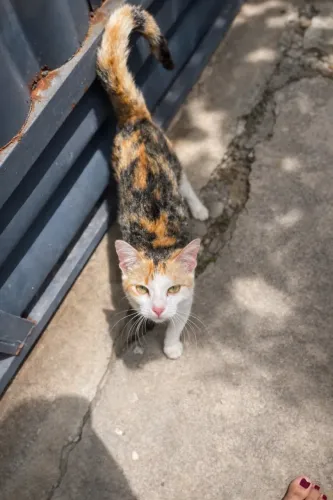 ADOÇÃO RESPONSÁVEL - GATINHA FÊMEA