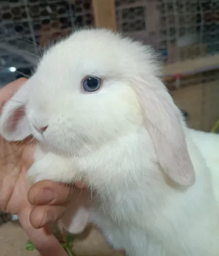 Coelhos