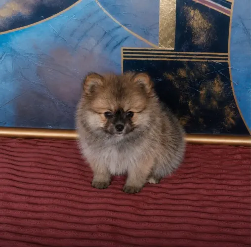 LULU DA POMERANIA/SPITZ ALEMÃO COM PEDIGREE 