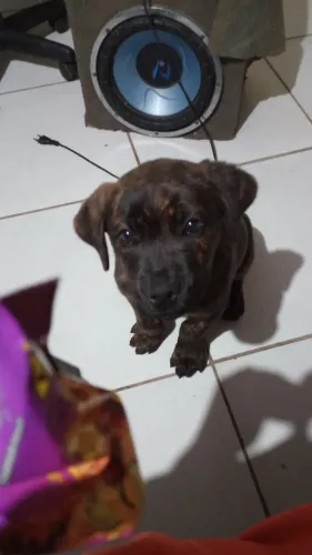 Filhote cane corso 