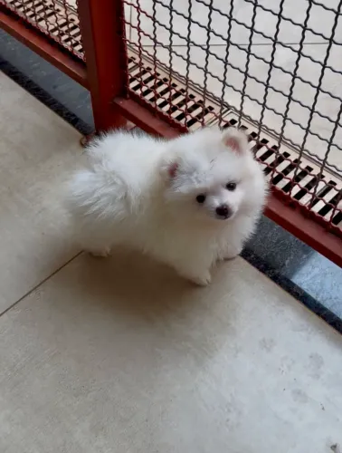 Spitz alemão 