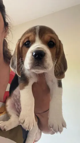 Beagle filhote alegre
