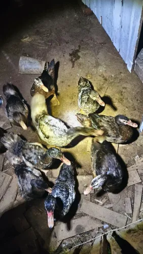 Patos belgas 
