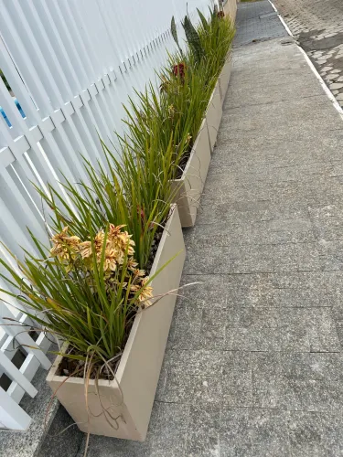 Vasos com plantas
