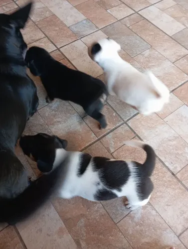 Doação de filhotes 