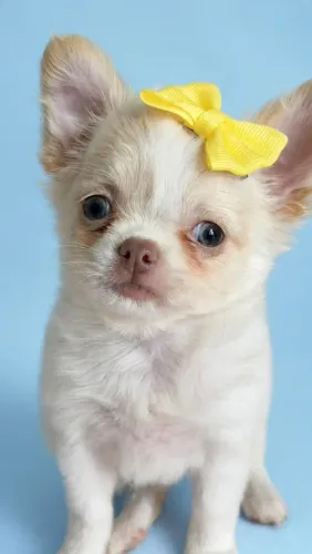 Chihuahua creme com branco uma princesa