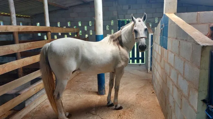 Cavalo mangalarga machador 