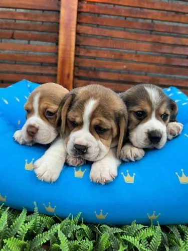 beagles tricolor