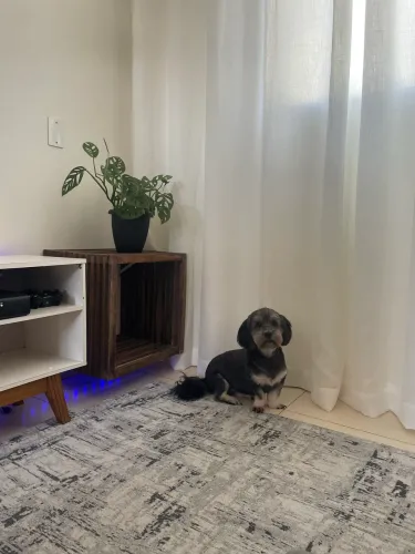 PROCURA-SE UM NOVO LAR PARA A NINA 