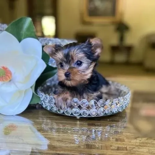 Uma linda bebezinha de yorkshire mini fêmea vacinada 