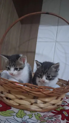 Gatinhos para doação femeas