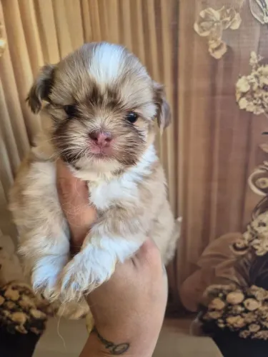 Filhote de shih tzu o filhote que faz qualquer ambiente ficar mais aconchegante 