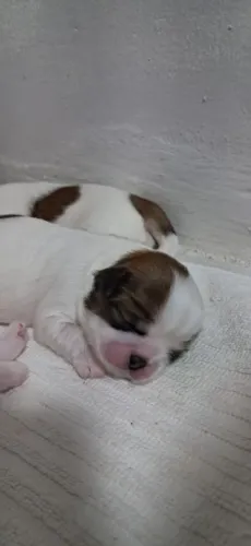 Shitzu - procedência e qualidade 