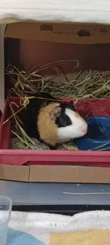 Porquinho da Índia macho.