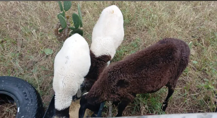 Borrego de ovelha