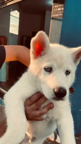 FILHOTE DE HUSKY SIBERIANO ,OLHAR INCRÍVEL