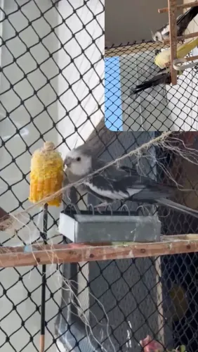 Redes para aves ?  
