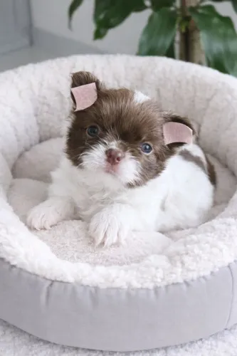 Chihuahua Pêlo Longo - Lindo Macho.