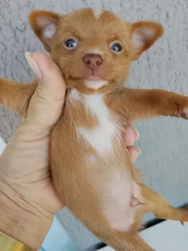 Filhotes de chiuahua  macho mine