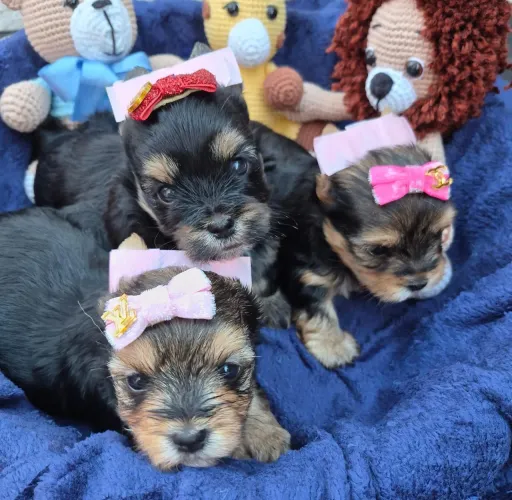 Yorkshire terrier
