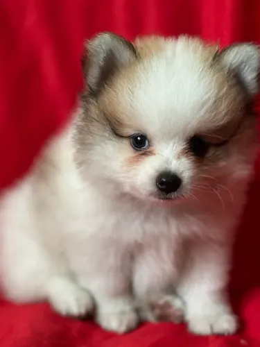 Lulu da Pomerania macho e fêmea parcelamos até 18