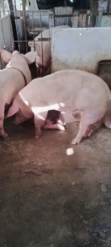 Porca landrace