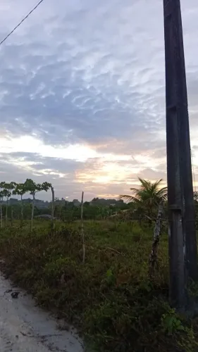 Coqueiro próximo a salina 