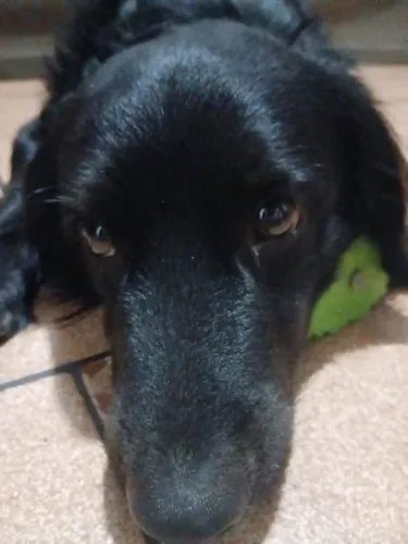 cachorro preto para adoção