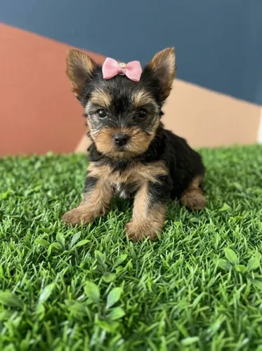 Yorkshire Terrier Fêmea Doçura em Quatro Patas