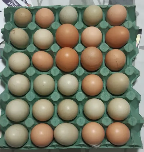 Ovos de galinha caipira, ótimo para consumo.