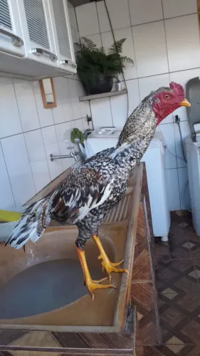 Vendo está em Anápolis