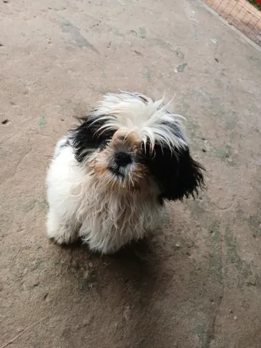 Shitzu filhotinho