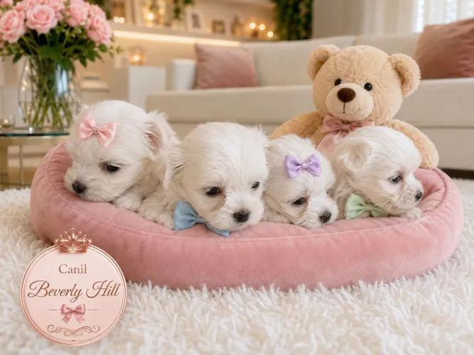 Filhotes de maltês mini, pedigree fêmea e macho