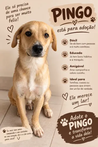 Doação de cachorro - Macho, carinhoso e amigável