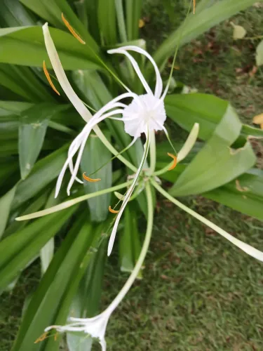 Plantas rústicas e medicinais, cultivadas em consórcio.