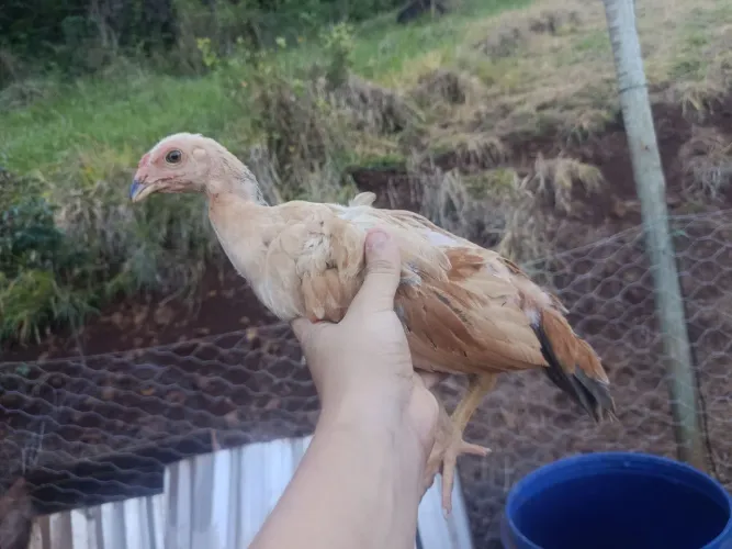 PINTINHOS INDIO GIGANTE