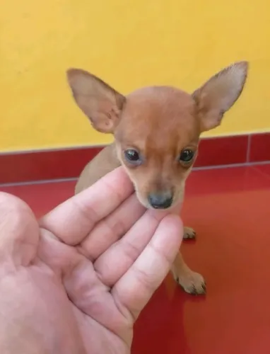 Pinscher pronto pra fazer parte da sua rotina