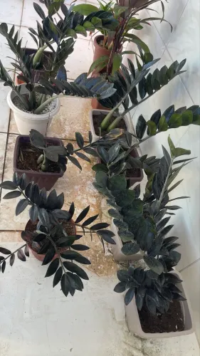 Planta Zamioculca black