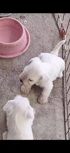 Schnauzer