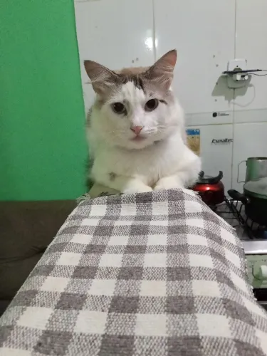 Doa se dóis gatos castrado