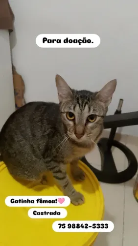 Gatinha para doação.