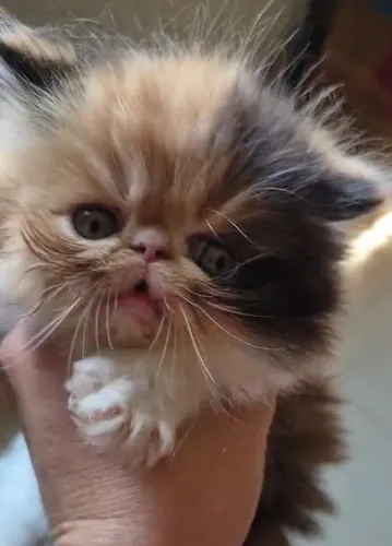 Gato persa show fêmea 