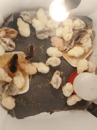 pintinho caipira recei nascido 